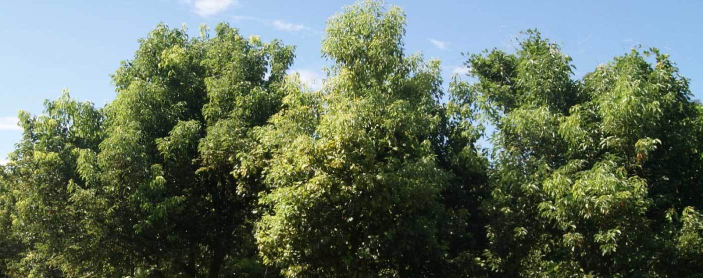 Ravintsara Certified Organic Oil