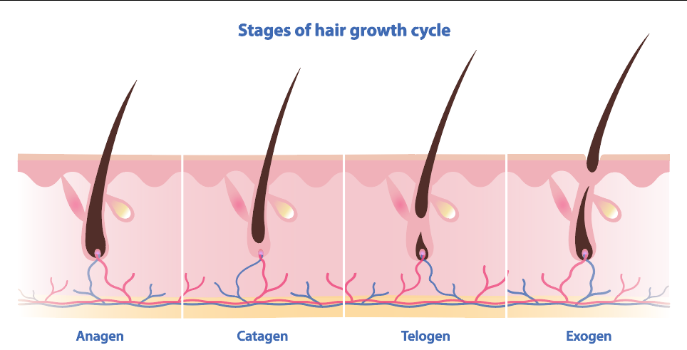 Phases of the Growth Cycle