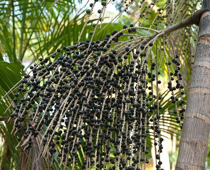 Acai Virgin Oil