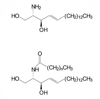 The structure of ceramides