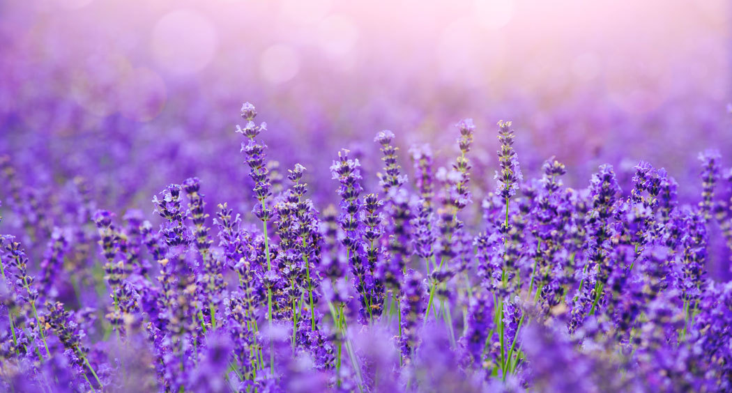 Lavender - CelluOil