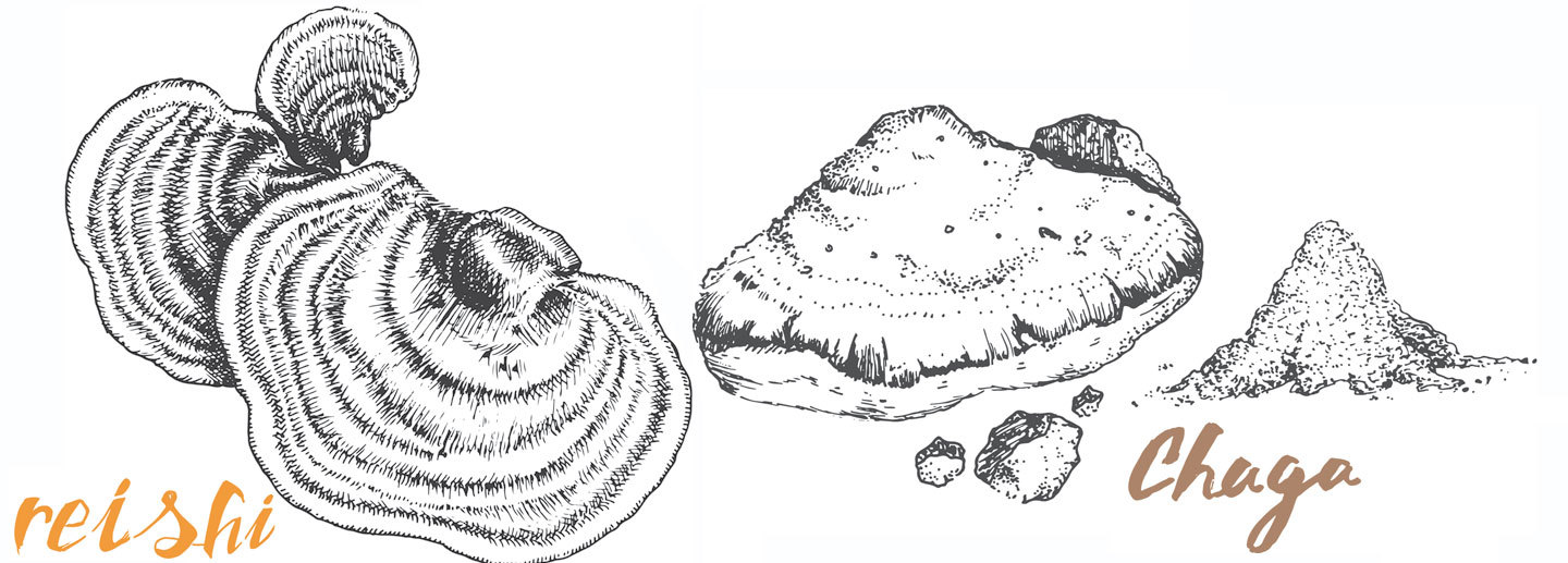 Chaga and Reishi Ganoderma Lucidum Mushrooms