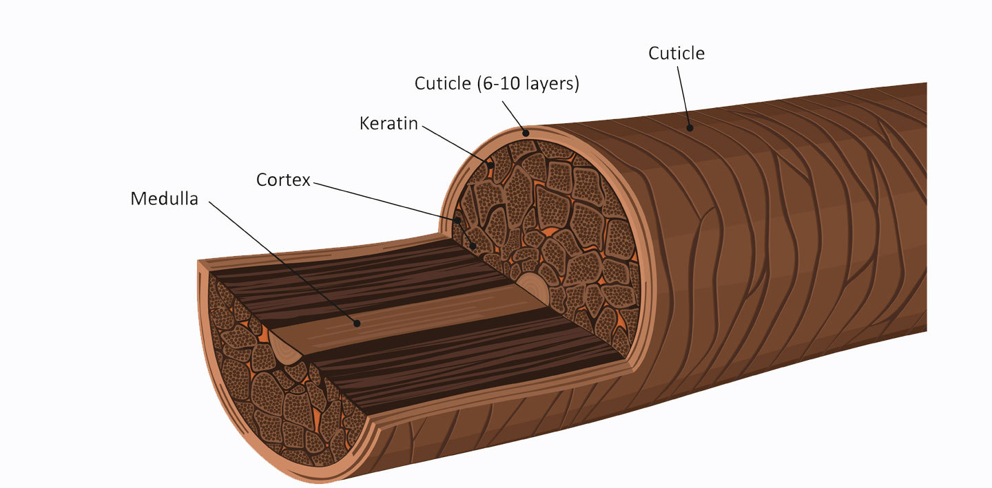 Hair Structure - Hair Shaft