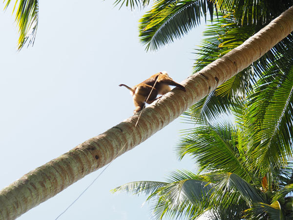 Who Picked Your Coconuts?