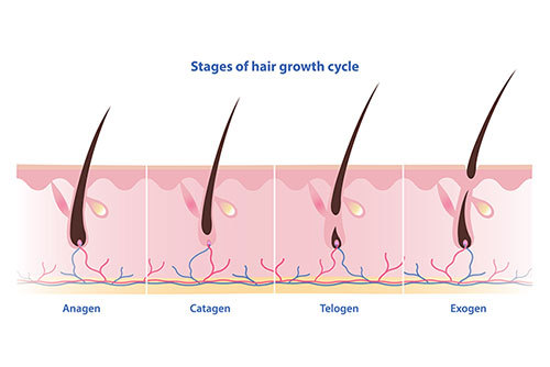 Phases of the Growth Cycle
