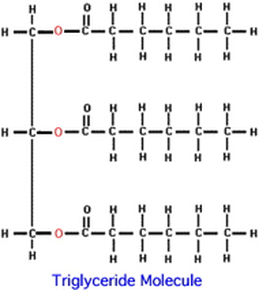 Triglyceride Molecule