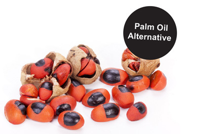 Mafura Butter, Palm Oil Alternative Mafura Butter, Palm Oil Alternative