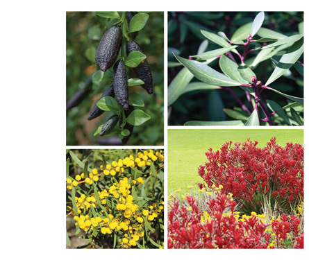 Australian Native Extracts Australian Native Extracts