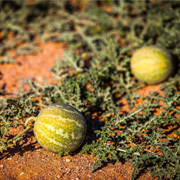 Kalahari Melon Oil Kalahari Melon Oil