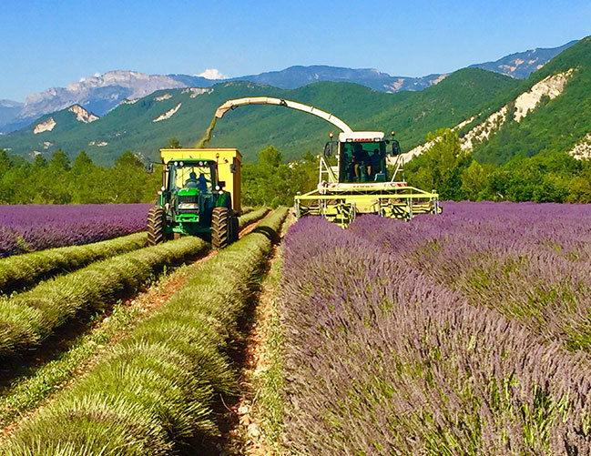 Lavender Maillette Field with Harvester Lavender Maillette Field with Harvester