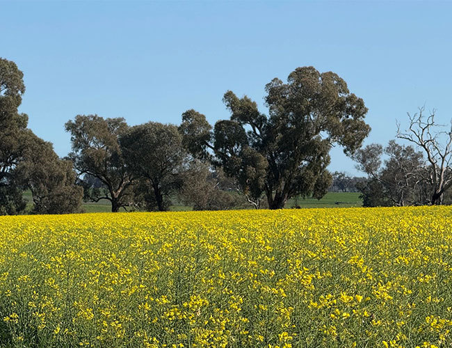Canola Flowers Canola Flowers