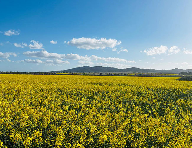 Canola Flowers Canola Flowers