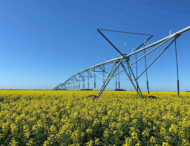 Canola Canola